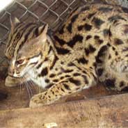 Giết Mèo Bị Mèo Đầu Thai Làm Con Gái Để Đòi Nợ