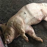 Giết Hại Quá Nhiều Lợn Bị Biến Thành Lợn