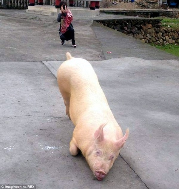 Hình ảnh chú lợn quỳ trước cổng chùa đã lan rộng trên các mạng xã hội với tốc độ rất nhanh như lửa gặp gió.