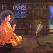 Cả Dòng Họ Nhà Rắn Niệm Phật Được Thoát Kiếp Rắn