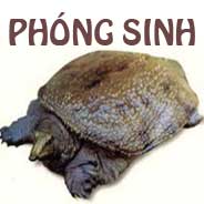 Cảm Ứng Mầu Nhiệm Khi Phóng Sinh